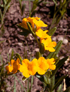 Lithospermum s0034